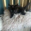Chaton Maine Coon de race  en région Auvergne-Rhône-Alpes.