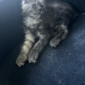 Chaton Maine Coon de race – prix 1400 €.