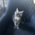 Chat Maine Coon proposée par l’élevage Chatterie du Ciel d'Emeraude.