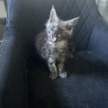 Chaton Maine Coon de race – prix 1400 €.