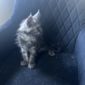Chat Maine Coon proposée par l’élevage Chatterie du Ciel d'Emeraude.