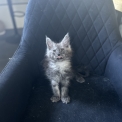 Chaton Maine Coon de race  en région Auvergne-Rhône-Alpes.