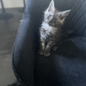 Maine Coon disponible en Isère