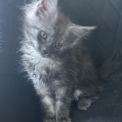Chaton Maine Coon de race  en région Auvergne-Rhône-Alpes.