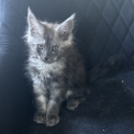 Chat Maine Coon proposée par l’élevage Chatterie du Ciel d'Emeraude.
