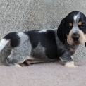 Basset Bleu de Gascogne disponible dans le Maine-et-Loire