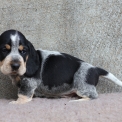 Chien Basset Bleu de Gascogne proposé par l’élevage des vallées longeronnaises.