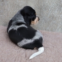 Chiot Basset Bleu de Gascogne de race  en région Pays de la Loire.