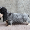 Chiot Basset Bleu de Gascogne de race  en région Pays de la Loire.