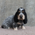 Chiot Basset Bleu de Gascogne de race  en région Pays de la Loire.