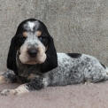 Chiot Basset Bleu de Gascogne de race – prix 750 €.