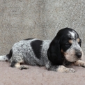 Chiot Basset Bleu de Gascogne de race – prix 750 €.
