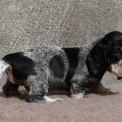 Basset Bleu de Gascogne disponible dans le Maine-et-Loire