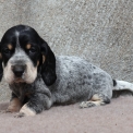Basset Bleu de Gascogne disponible dans le Maine-et-Loire