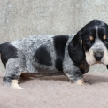 Chien Basset Bleu de Gascogne proposée par l’élevage des vallées longeronnaises.