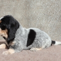 Chiot Basset Bleu de Gascogne de race – prix 850 €.