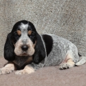 Basset Bleu de Gascogne disponible dans le Maine-et-Loire