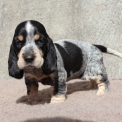 Chiot Basset Bleu de Gascogne de race – prix 850 €.