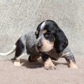 Basset Bleu de Gascogne disponible dans le Maine-et-Loire