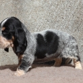 Basset Bleu de Gascogne disponible dans le Maine-et-Loire