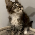 Chaton Maine Coon de race  en région Occitanie.