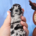 Spitz Allemand Nain disponible dans le Pas-de-Calais
