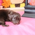 Chihuahua disponible dans le Pas-de-Calais