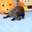 Chien Chihuahua proposé par l’élevage Domaine des terres lorginoise.