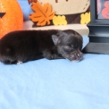 Chien Chihuahua proposé par l’élevage Domaine des terres lorginoise.