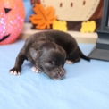 Chien Chihuahua proposé par l’élevage Domaine des terres lorginoise.