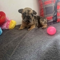 Bouledogue Français disponible dans les Hautes-Alpes