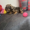 Bouledogue Français disponible dans les Hautes-Alpes