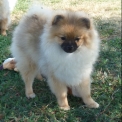 Chiot Spitz Allemand Nain de race  en région Pays de la Loire.