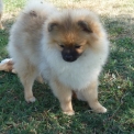 Spitz Allemand Nain disponible en Loire-Atlantique