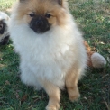 Chiot Spitz Allemand Nain de race  en région Pays de la Loire.