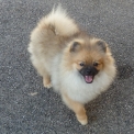 Chiot Spitz Allemand Nain de race  en région Pays de la Loire.