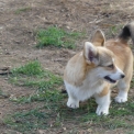 Chien Welsh Corgi Pembroke proposée par l’élevage EARL DES TERRES DES FORGES.