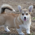 Welsh Corgi Pembroke disponible en Charente