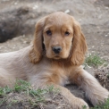 Chien Cocker Anglais Spaniel proposé par l’élevage EARL DES TERRES DES FORGES.