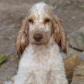 Chiot Cocker Anglais Spaniel de race – prix 1260 €.
