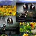 Chiot Basset Bleu de Gascogne de race – prix 850 €.