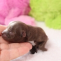 Chiot Chihuahua sans pedigree  en région Hauts-de-France.