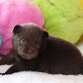 Chihuahua disponible dans le Pas-de-Calais