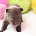 Chien Chihuahua proposé par l’élevage Domaine des terres lorginoise.