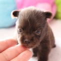 Chihuahua disponible dans le Pas-de-Calais