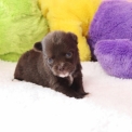 Chihuahua disponible dans le Pas-de-Calais
