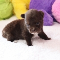 Chien Chihuahua proposé par l’élevage Domaine des terres lorginoise.