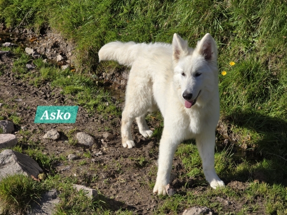 Petit mâle Berger Blanc Suisse né le 12/04/2025 est proposé – vendu 1000 €.