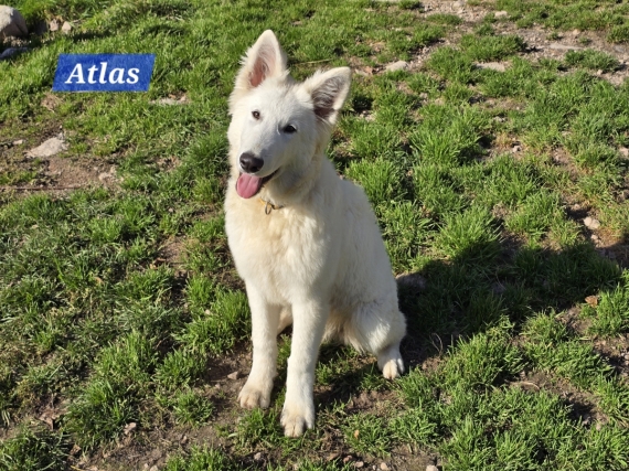 Petit mâle Berger Blanc Suisse né le 12/04/2025 est proposé – vendu 1000 €.