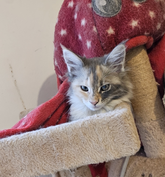 Petite femelle Maine Coon née le 12/08/2025 est proposée – vendue 1400 €.